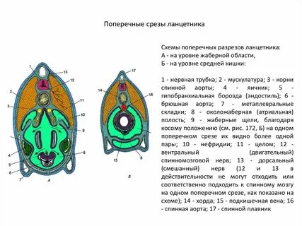 Каким номером на рисунке поперечного среза ланцетника