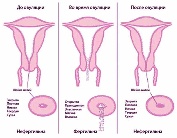 Овуляция половые губы. Овуляция. После полового акта. Выделения во влагалище после овуляции.