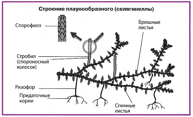 Плауны корневище. Строение спорофита плауна. Плаун булавовидный строение. Строение плауна схема. Плаун булавовидный строение рисунок.