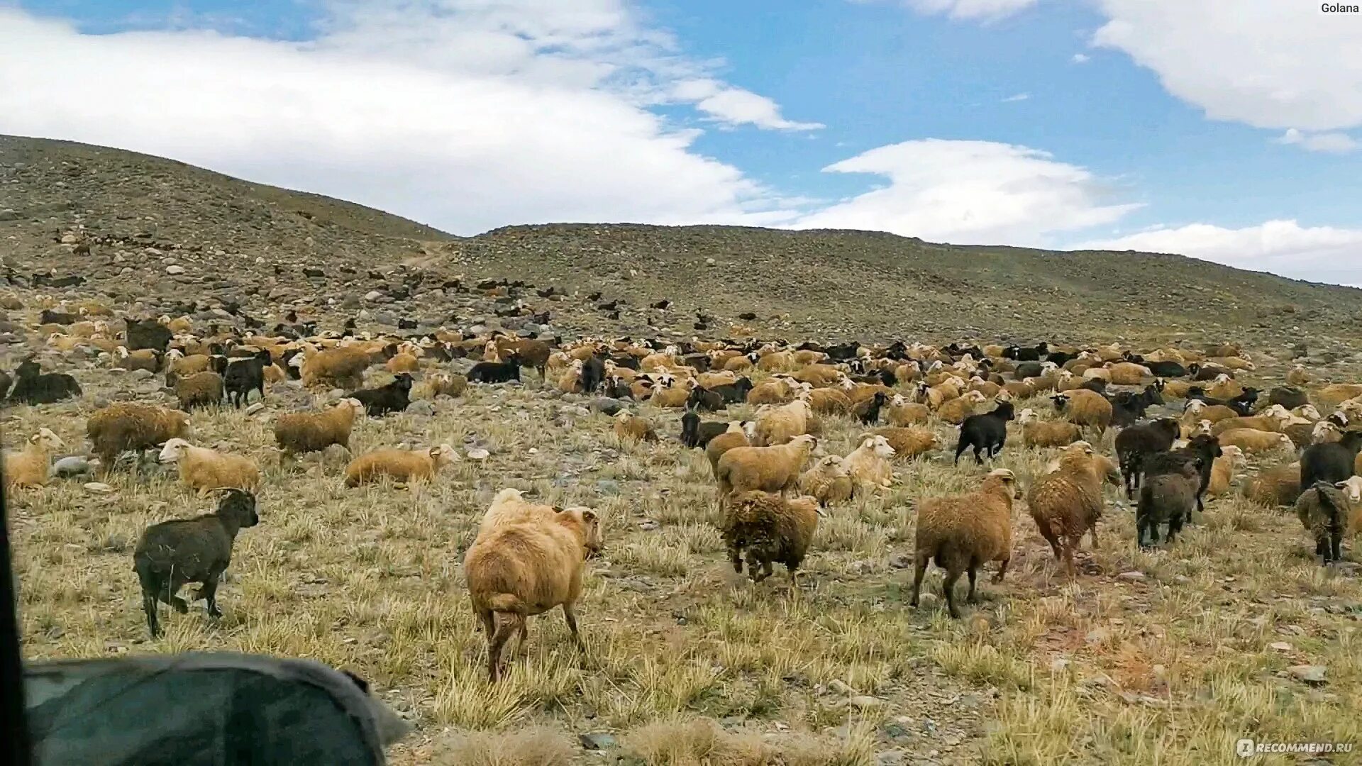 Село курай Кош-Агачский район Республика Алтай. Курай Кош-Агачский район село Кош. Кош Агач козы и молоко. Кош-Агач и Ташанты.