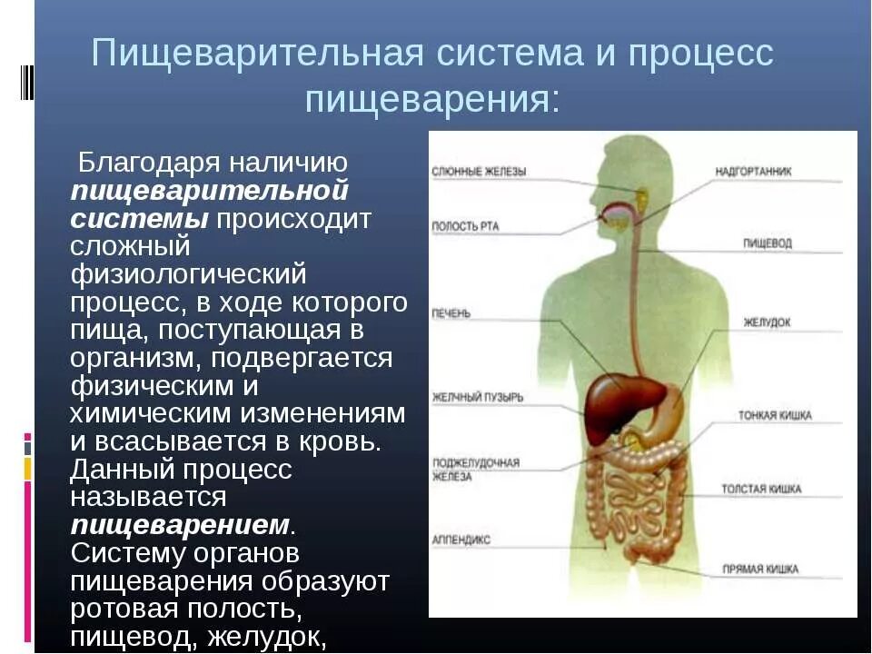 Последовательность поступления пищи в пищевод. Пищеварительная система человека. Органы пищеварительной системы человека. Строение пищеварительной системы человека. Строение пищ системы человека.