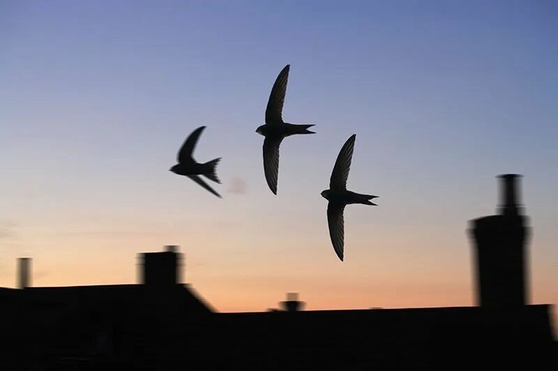 Birds over the City. Стрижи птицы на крыше дома. City-Bird Swift с. Птица на кровле в ночи фото.