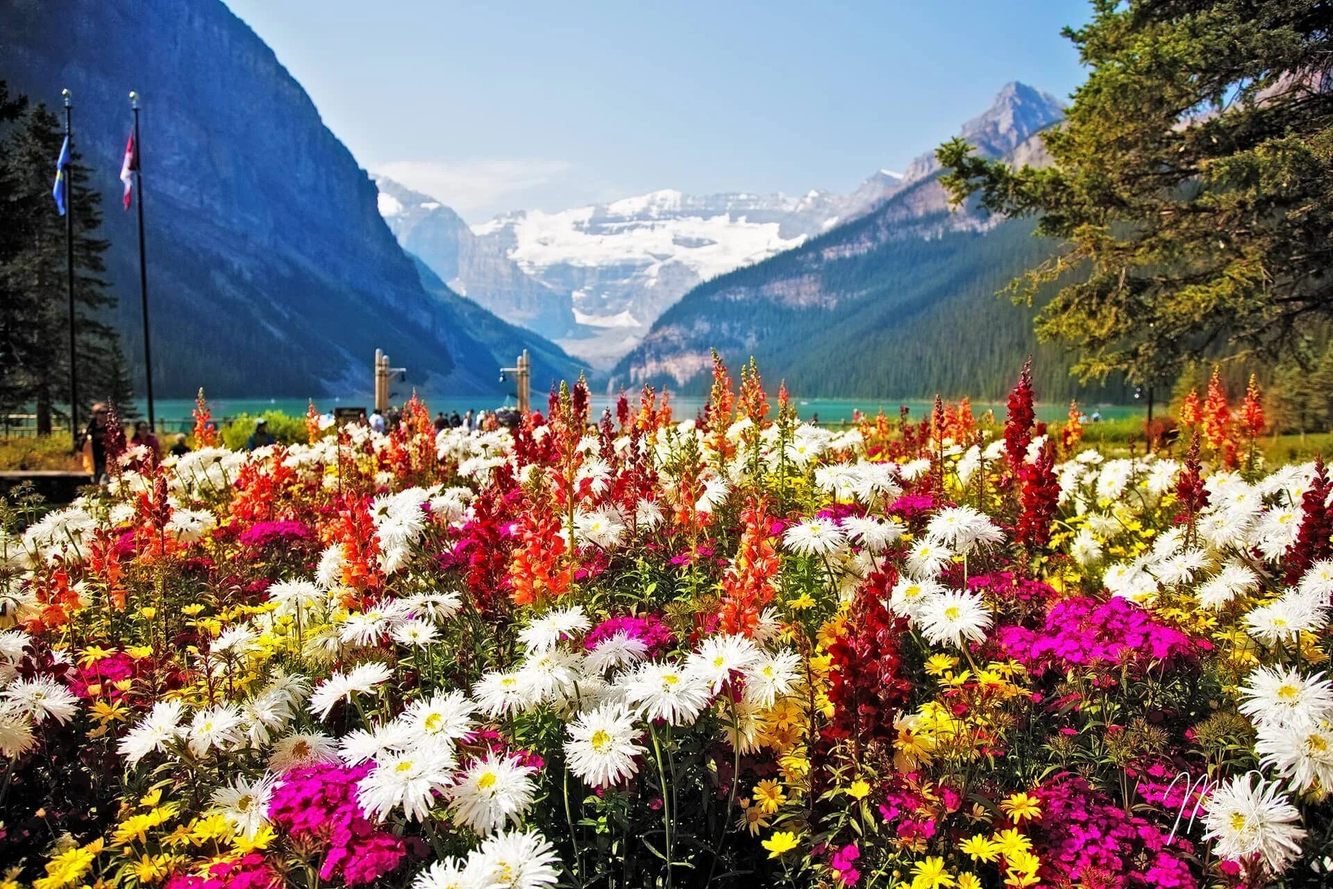 Парк Банф Канада. Цветы национального парка Банф. Растительность канады