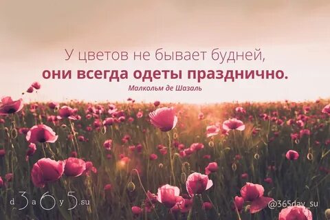 Цитаты фото цветов