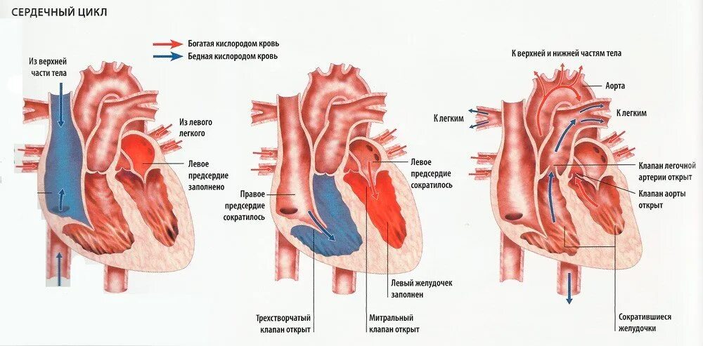 Сердцем отличай. Сердце спортсмена и обычного. Физиологическое спортивное сердце. Сердце спортсмена и обычного человека. Сердце человека спортивного.