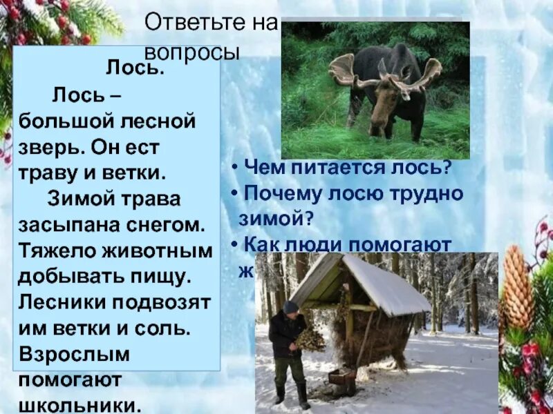 Изложение 3 класс по русскому лось. Лось большой Лесной зверь изложение. Огромный Лось изложение. Изложение Лесной Лось. Лось большой Лесной зверь он ест траву и ветки.