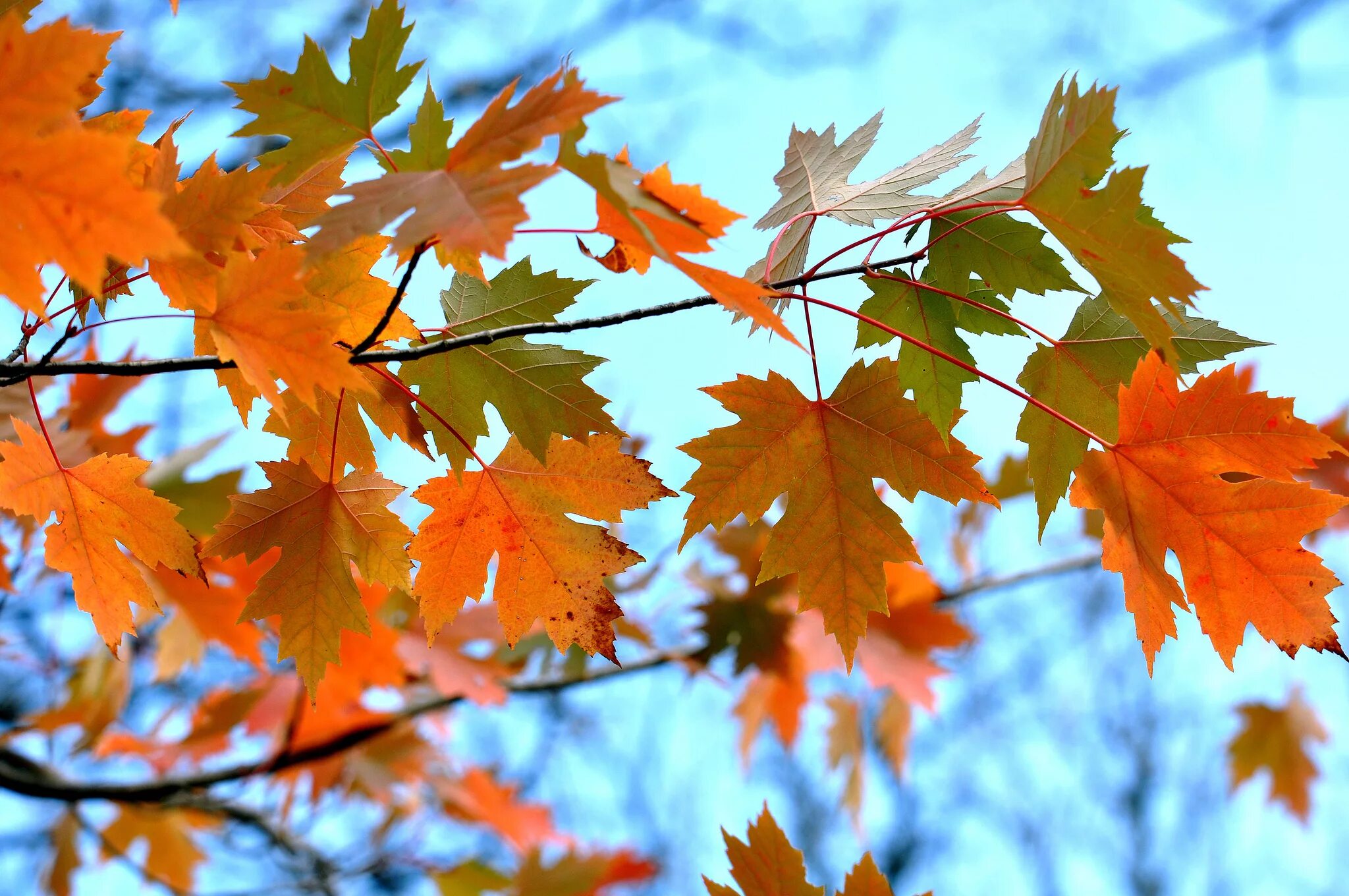 Ветка осенних листьев. Maple кленовый лист. Осень листья. Осенняя листва. Красивые осенние листья.