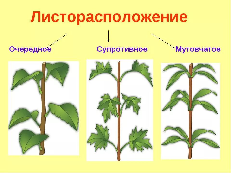 Побег и почка - онлайн-тренажер для подготовки к ЕНТ, итоговой аттестации