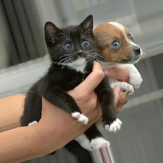 Включи кот собака