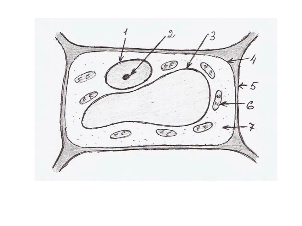 Строение растительной клетки 5 класс биология рисунок. Строение растительной клетки рисунок 5 класс. Биология 5 класс нарисовать растительную клетку. Строение растительной клетки схема 5 класс. Рисунок растительной клетки с обозначениями 6