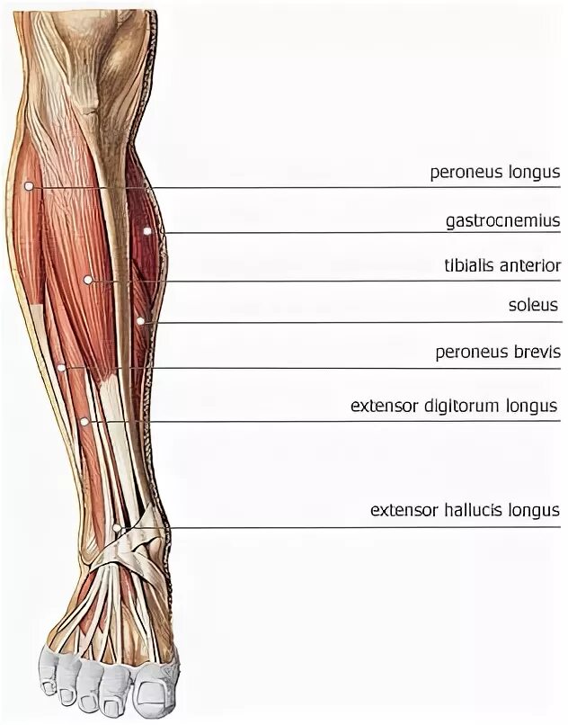 Голень у человека где находится 4 класс. Перонеус Лонгус. Peroneus Brevis мышца. Fibularis Longus мышца. Peroneus Longus мышца стопы и голени.
