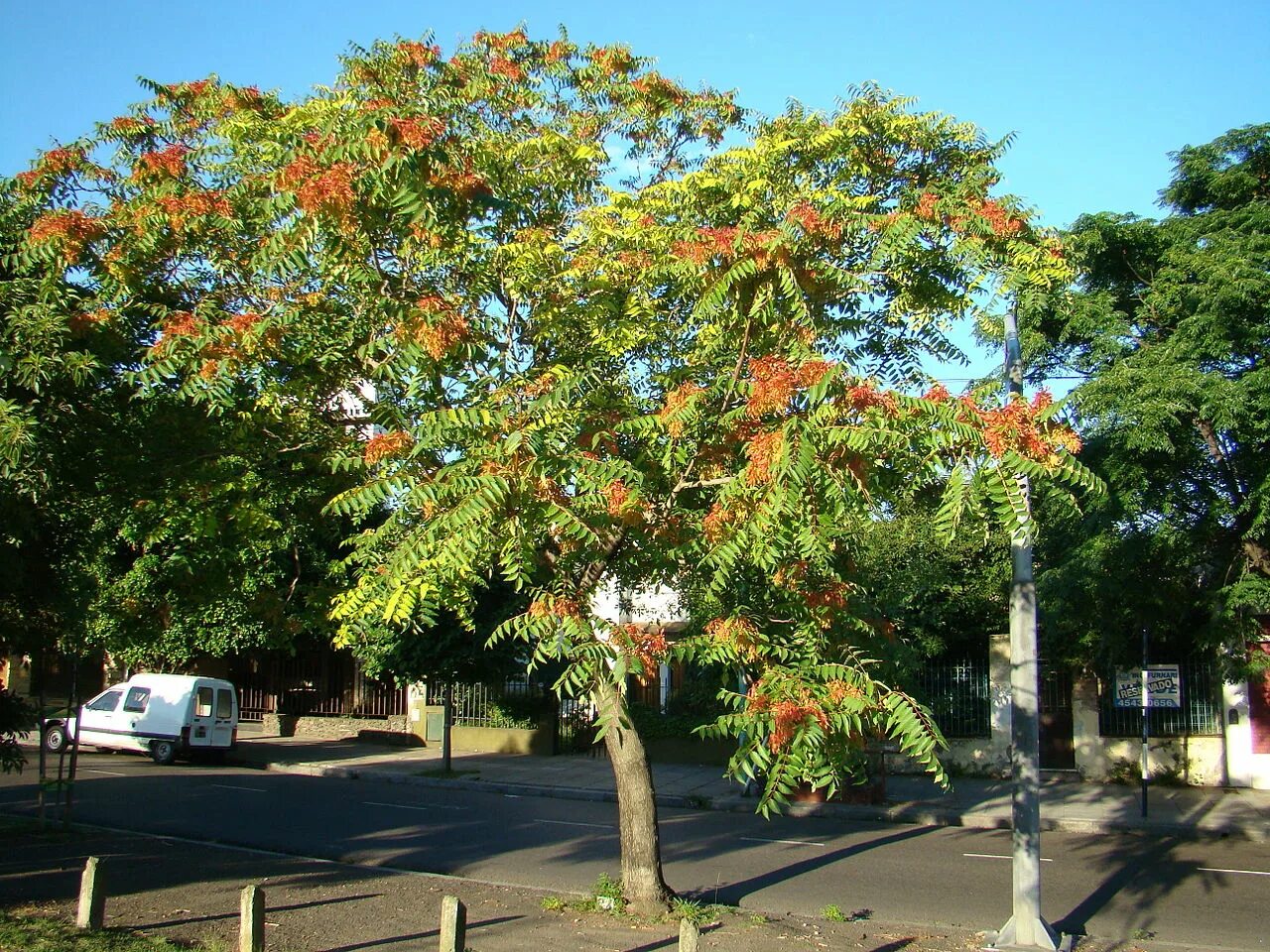 Какие деревья на южную сторону. Айлант дерево. Айлант высочайший китайский ясень. Айлант высочайший, китайский ясень (Ailanthus altissima). Айлант быстрорастущее дерево.