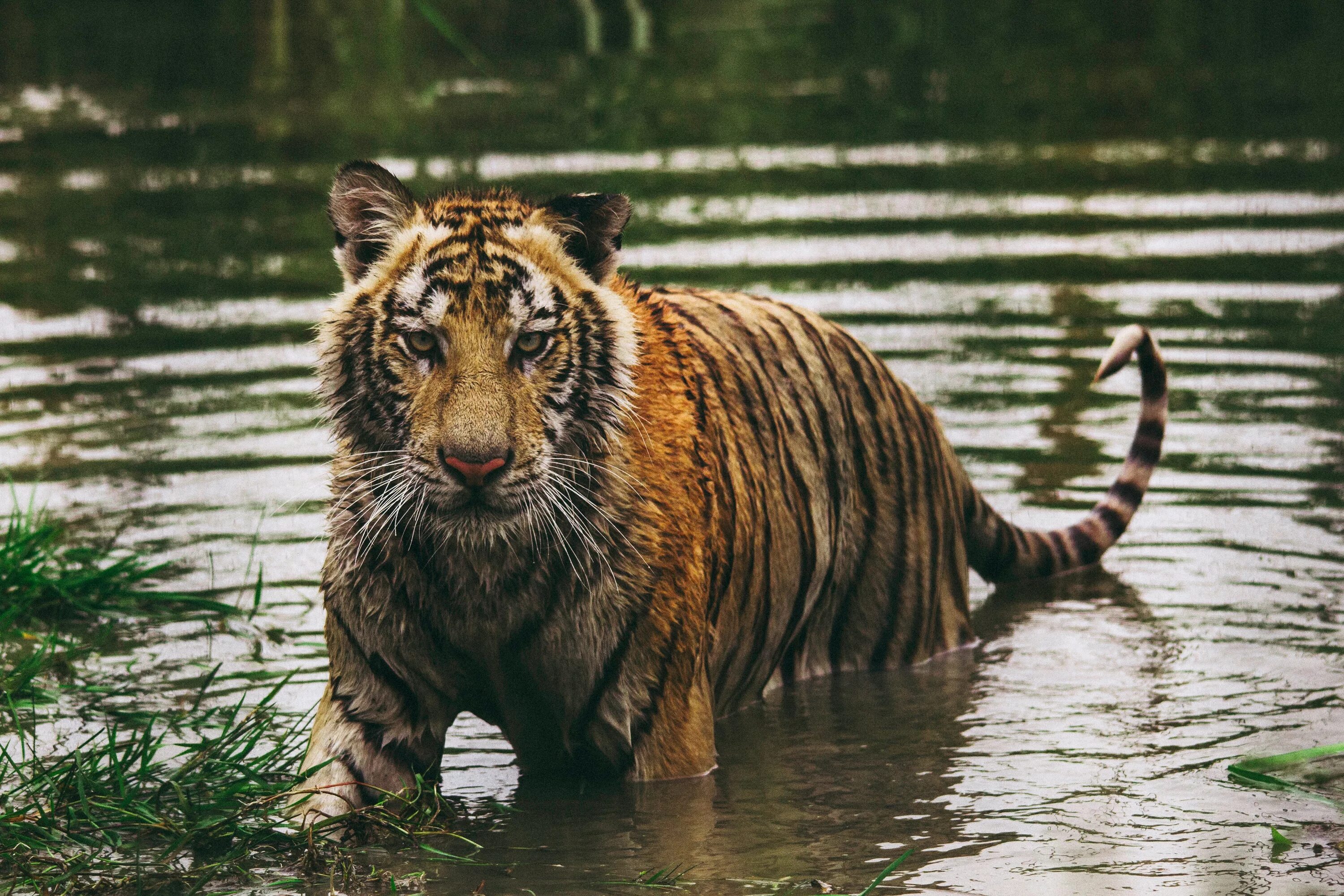 Хищники животные. Тигры. Река тигр. Мокрый тигр. Звери живой природы