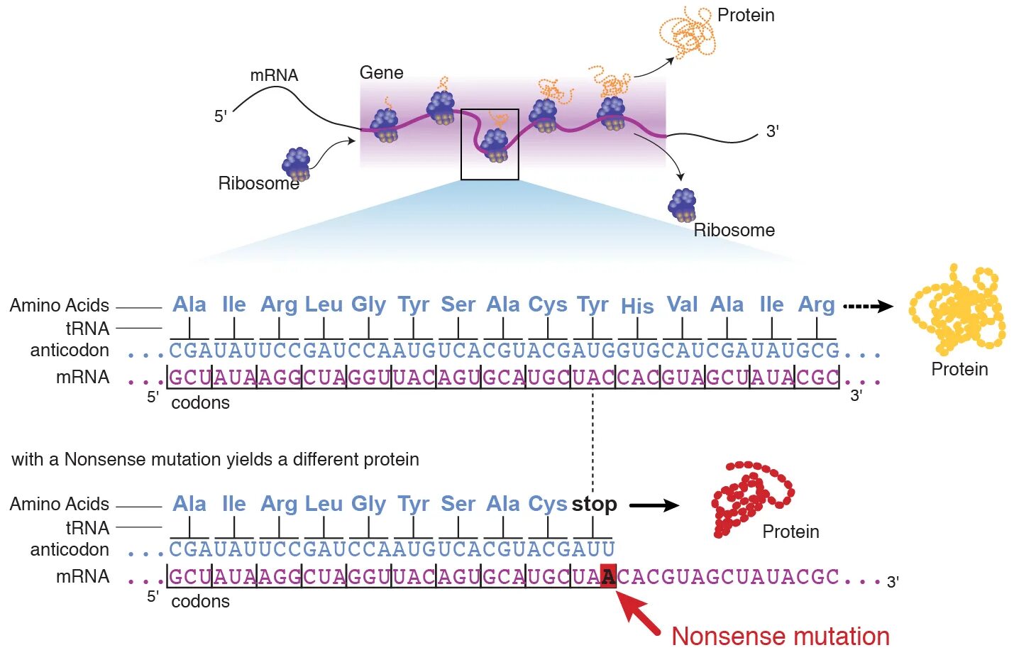 Транскрипция мутация. Nonsense Mutation. Missense-мутация. Миссенс и нонсенс мутации. Нонсенс мутация примеры.