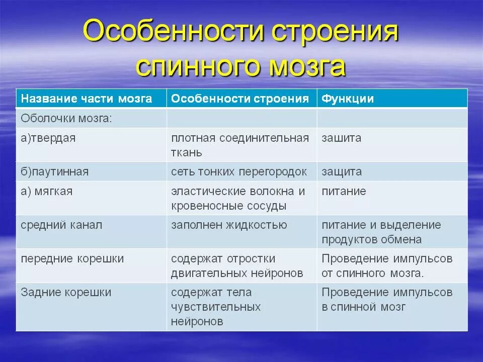 Особенности и функции оболочки. Функции структур спинного мозга таблица. Спинной мозг строение и функции таблица. Строение спинного мозга таблица. Таблица по строению и функции спинного мозга.