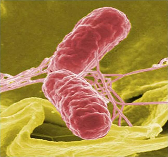 Сальмонелла (Salmonella). Сальмонеллез возбудитель сальмонелла. Бактерия паразит сальмонелла. Сальмонелла форма бактерии. Сальмонеллез б