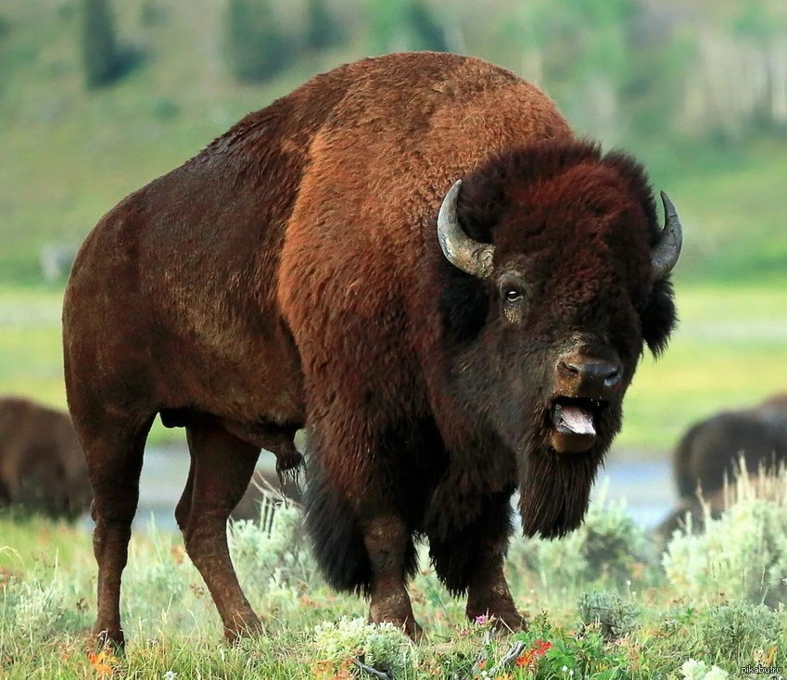 Зубр картинка. ЗУБР Bison bonasus. Европейский ЗУБР. Беловежский ЗУБР. ЗУБР (Европейский Бизон).