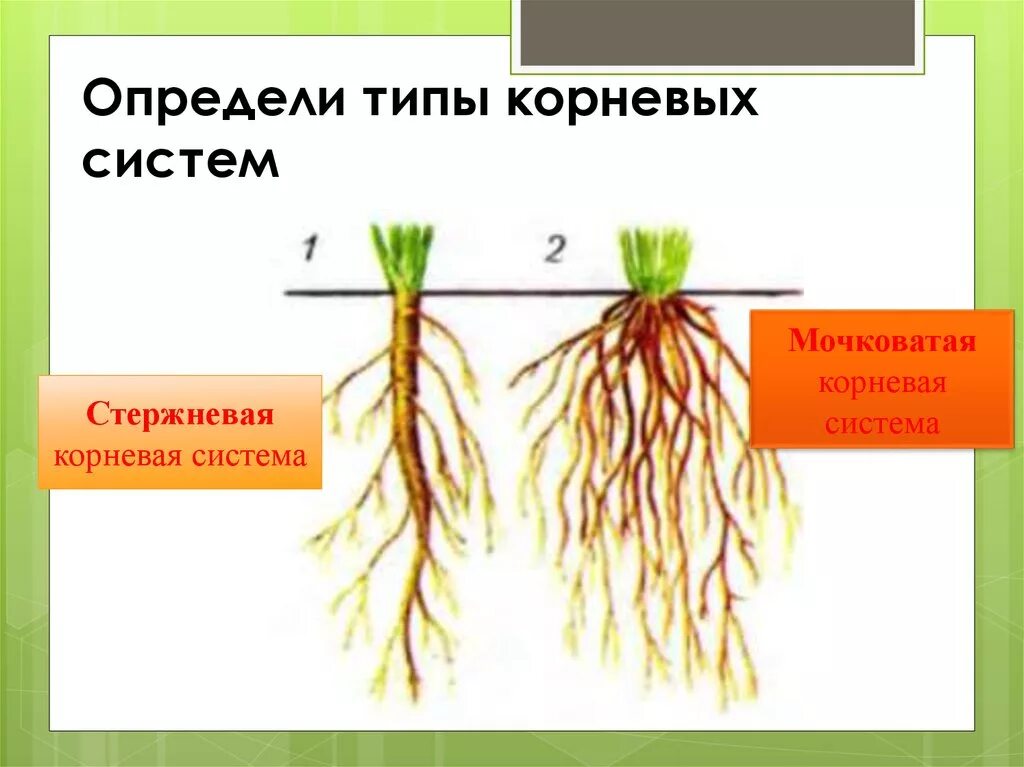 Стержневая корневая система состоит из