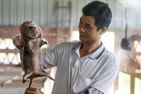 Китайская крыса
