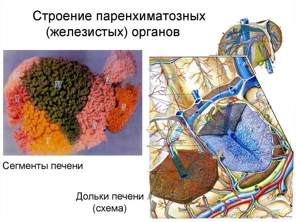 Общее строение паренхиматозных органов. Строение паренхиматозных органов. полые и паренхиматозные органы. общий план строения паренхиматозного внутреннего органа. паренхиматозные органы анатомия.
