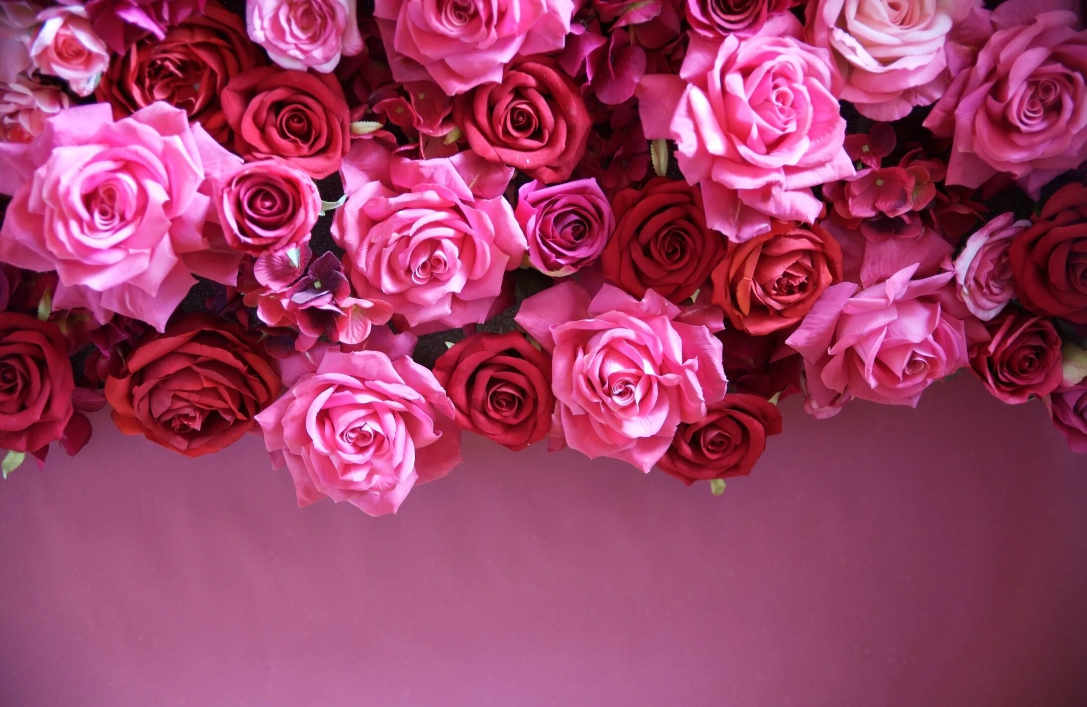 Rose background