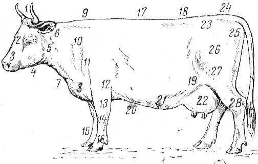 Что у коровы впереди у быка позади. Абрис коровы молочного направления. Экстерьер КРС молочного направления. Схема промеров КРС. Основные стати молочной коровы.
