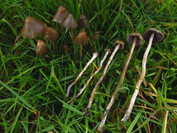 Как выглядит гриб лсд Pin on Liberty Cap Cubensis