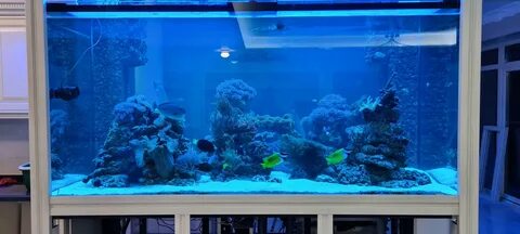 Фосфаты в морском аквариуме