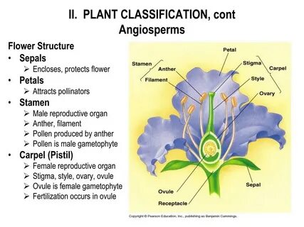 Plant 2 форма