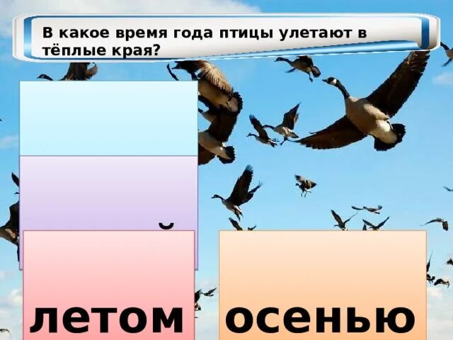 Почему в теплые края. Какие птицы улетают в теплые. какие птицы улетают в теплые края. в какое время года улетают птицы. какие птицы улетают в тёплые края осенью.