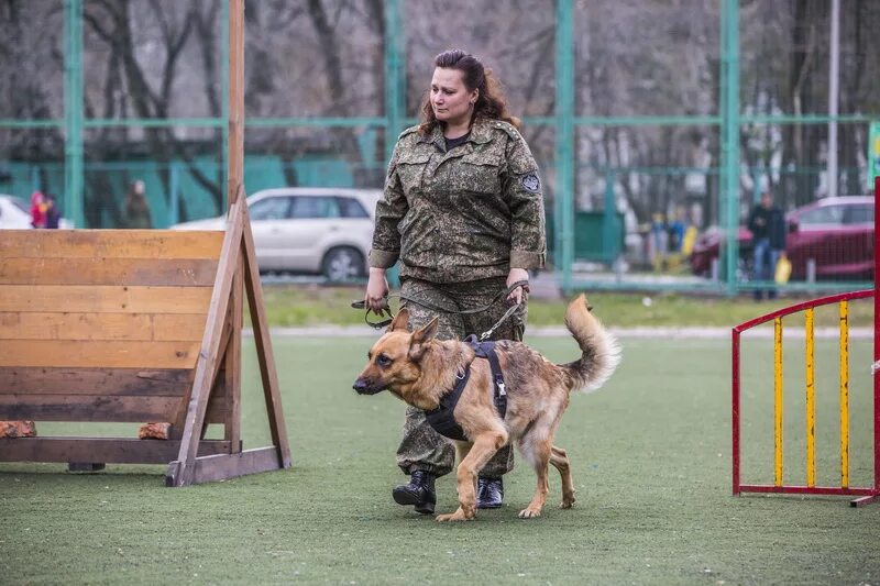 кинолог. кинолог таможня. собаку дрессируют. защитно-караульная служба собак (зкс). окд зкс немецкой овчарки.