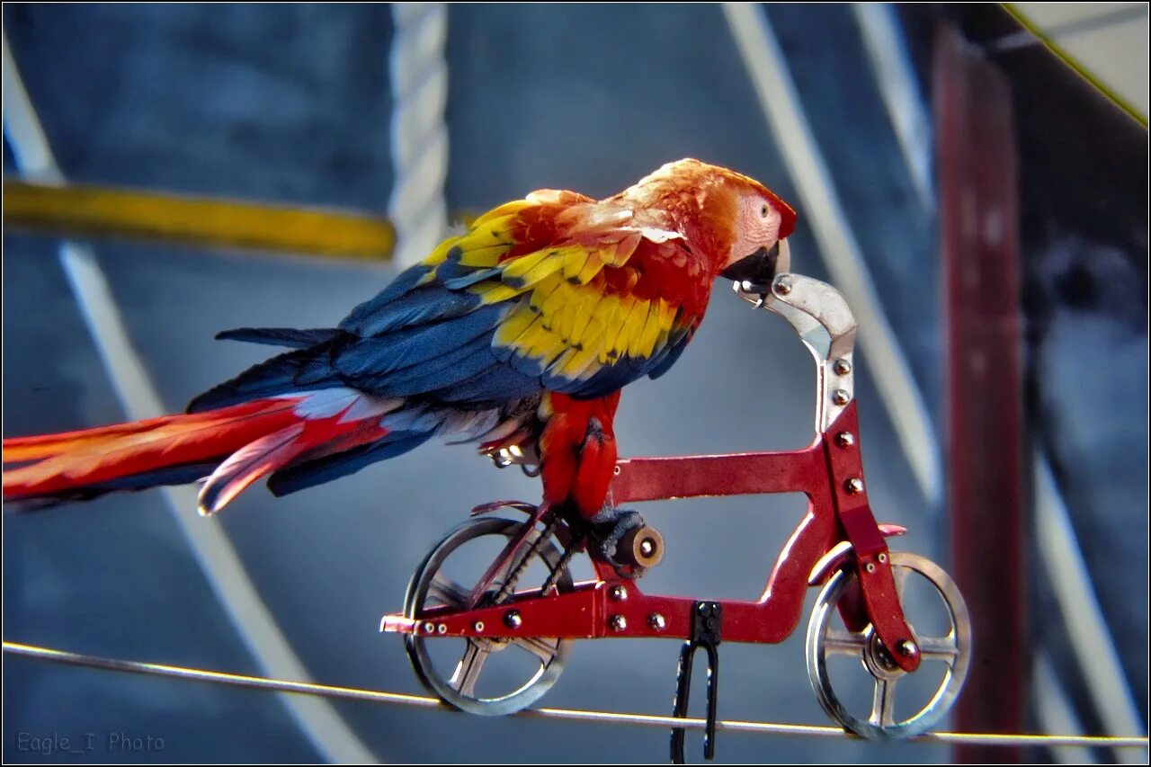 Велосипед Parrot. Попугай на мотоцикле. Parrot Ride a Bike. Cherubim Hummingbird велосипед. Curl parrot