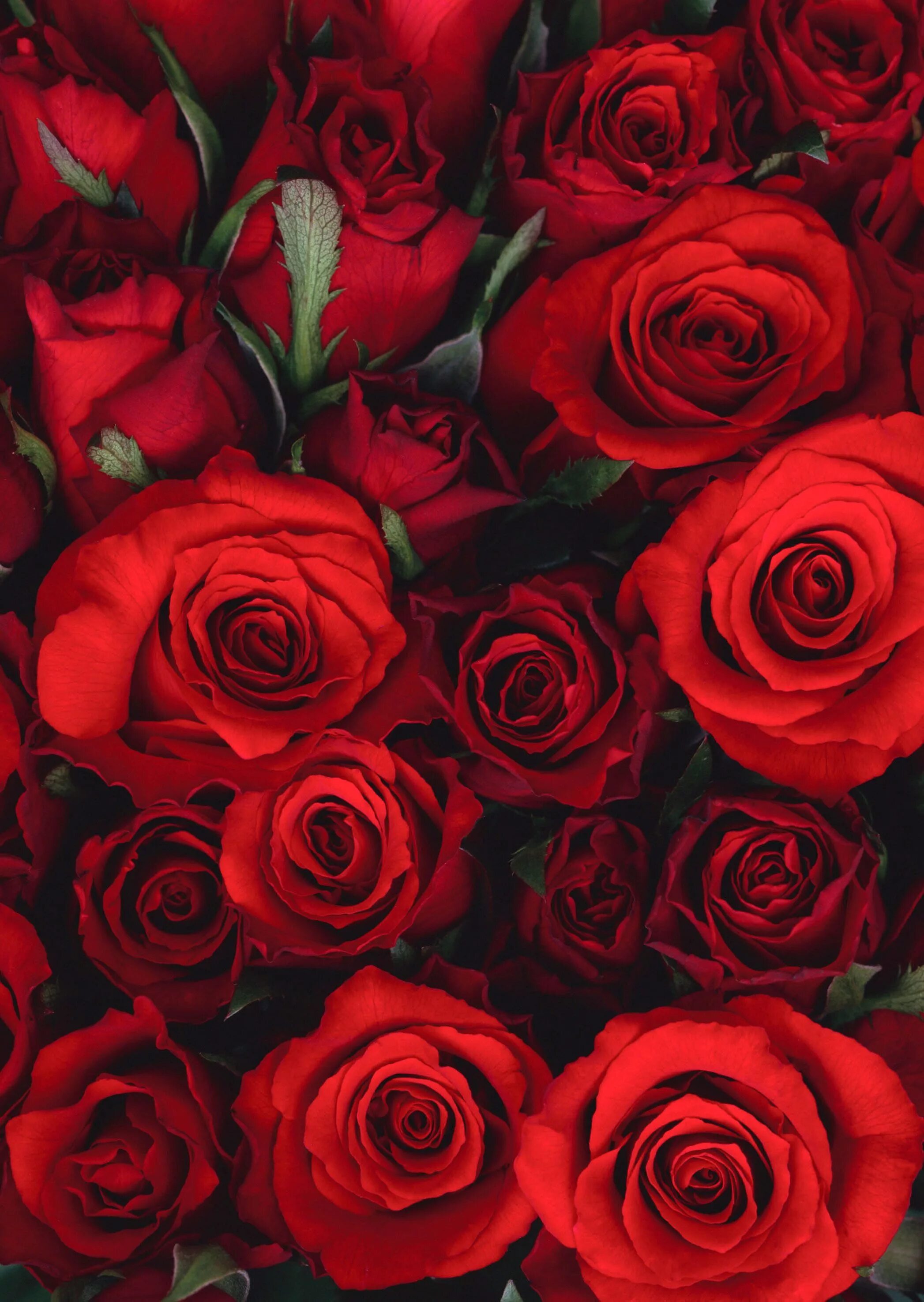Розы. Розы фон. Красный цветок. Красные цветы вертикальные. Розы на телефон вертикальные