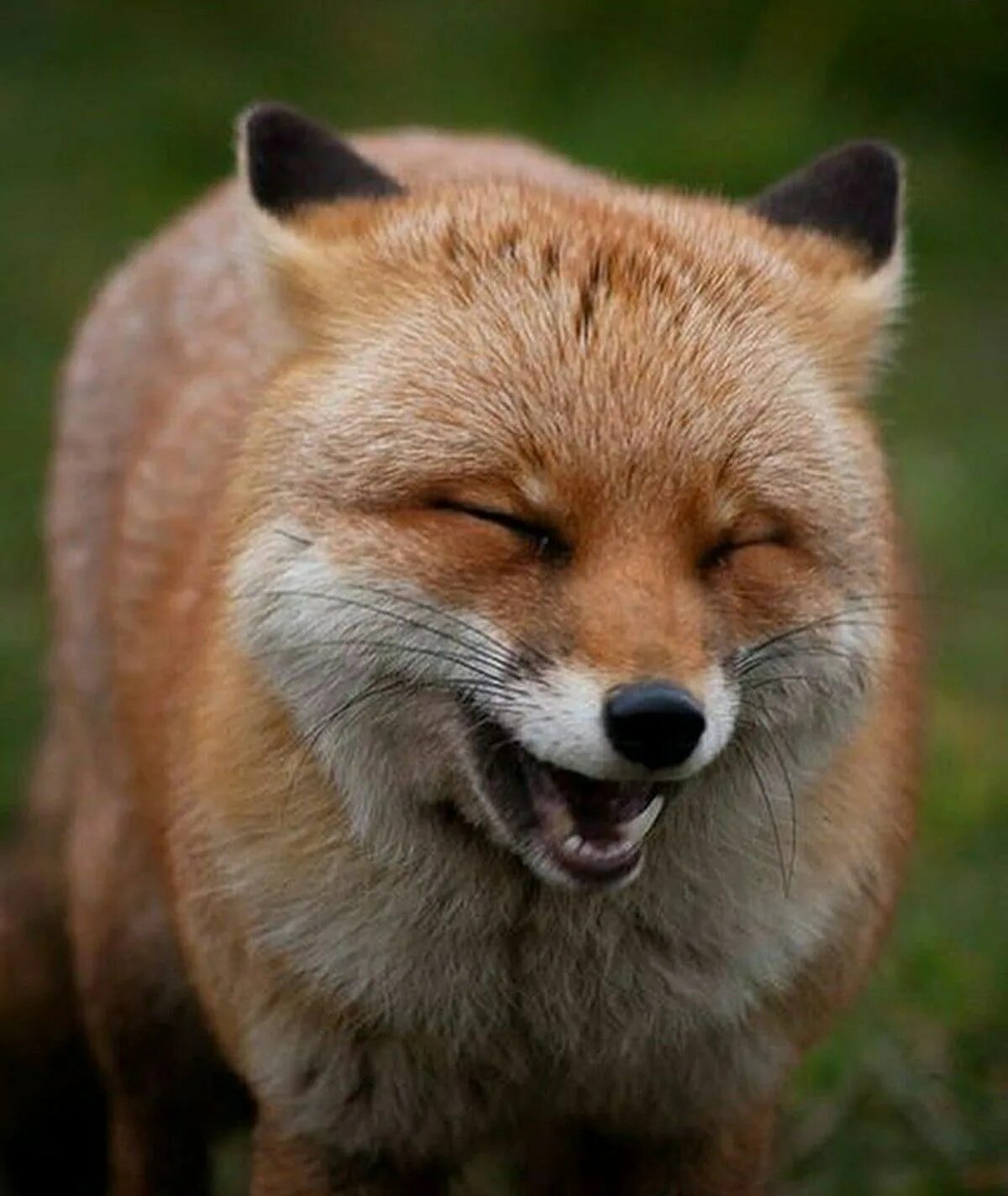 Улыбка лисы. Лиса смеется. Как смеется лиса. Как смеется лиса. Лиса смеется.