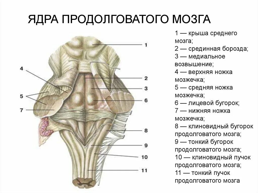 Вентральная поверхность продолговатого мозга. Бугорки тонкого и клиновидного ядер. Продолговатый мозг средние ножки мозжечка. Продолговатый мозг строение ядер анатомия.