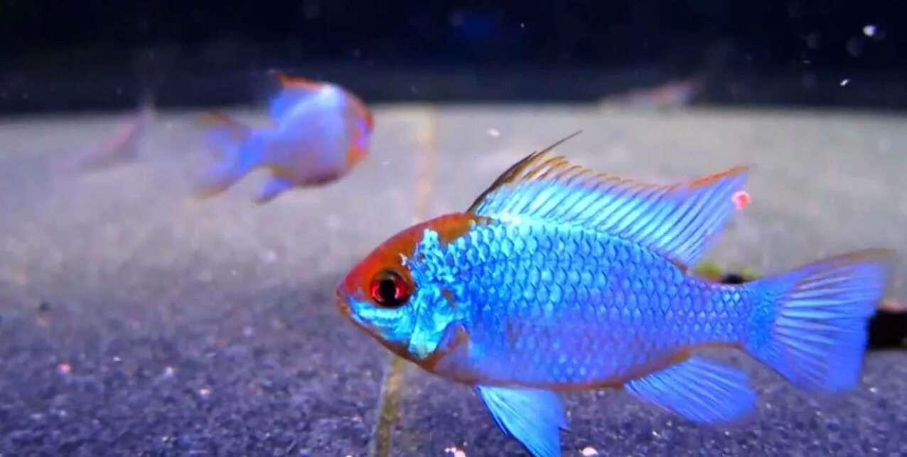 Blue ram. Апистограмма рамирези Блю неон. Апистограмма рамирези Блэк. Cichlid Rams. Рамирези электрик Блю.