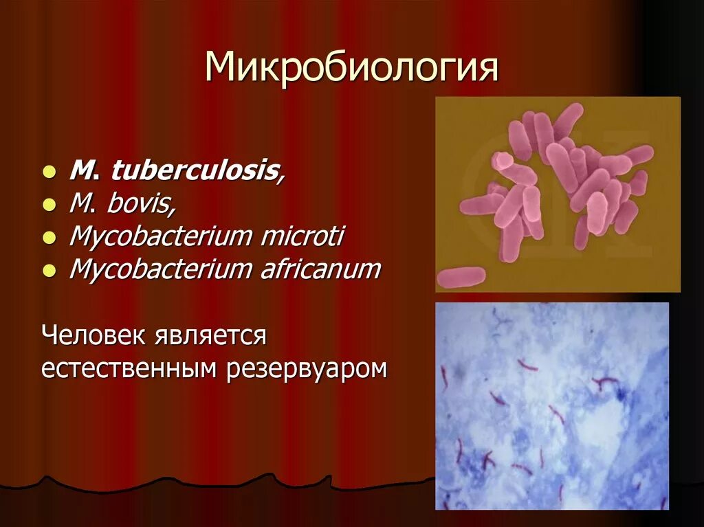 Какая бактерия является возбудителем туберкулеза. Микобактериум бовис. микобактерии туберкулеза микробиология презентация. микобактерии туберкулеза. mycobacterium tuberculosis микробиология.