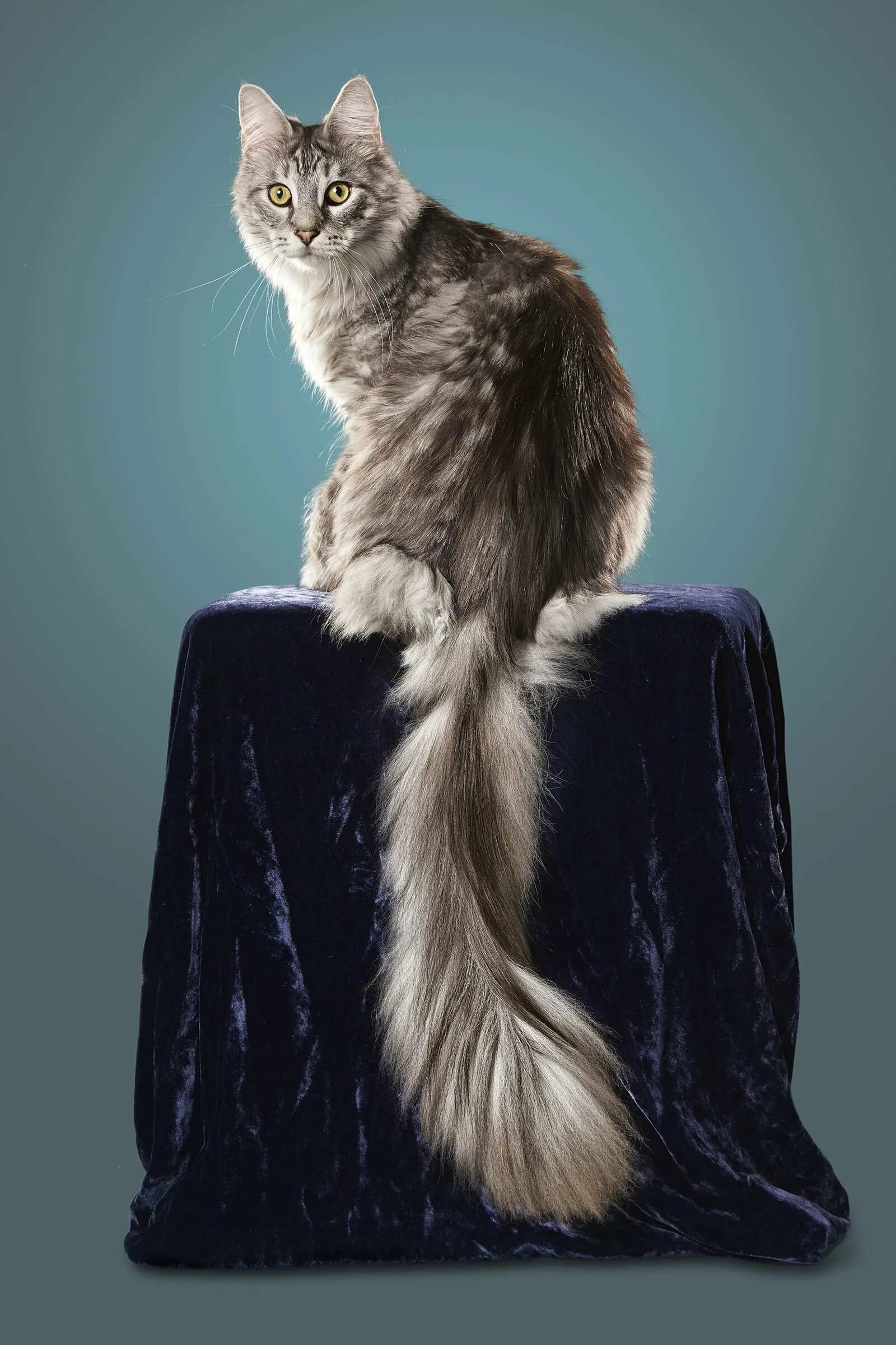 Порода с длинными хвостами. Мейн-кун. Кот Сигнус с самым длинным хвостом. Сигнус кот порода. Хвост Мейн куна.