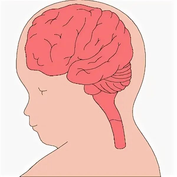 Головной мозг новорожденного. Гладкий мозг у новорожденного. Мозг новорожденных с верху. Ткань головного мозга новорожденного богата.