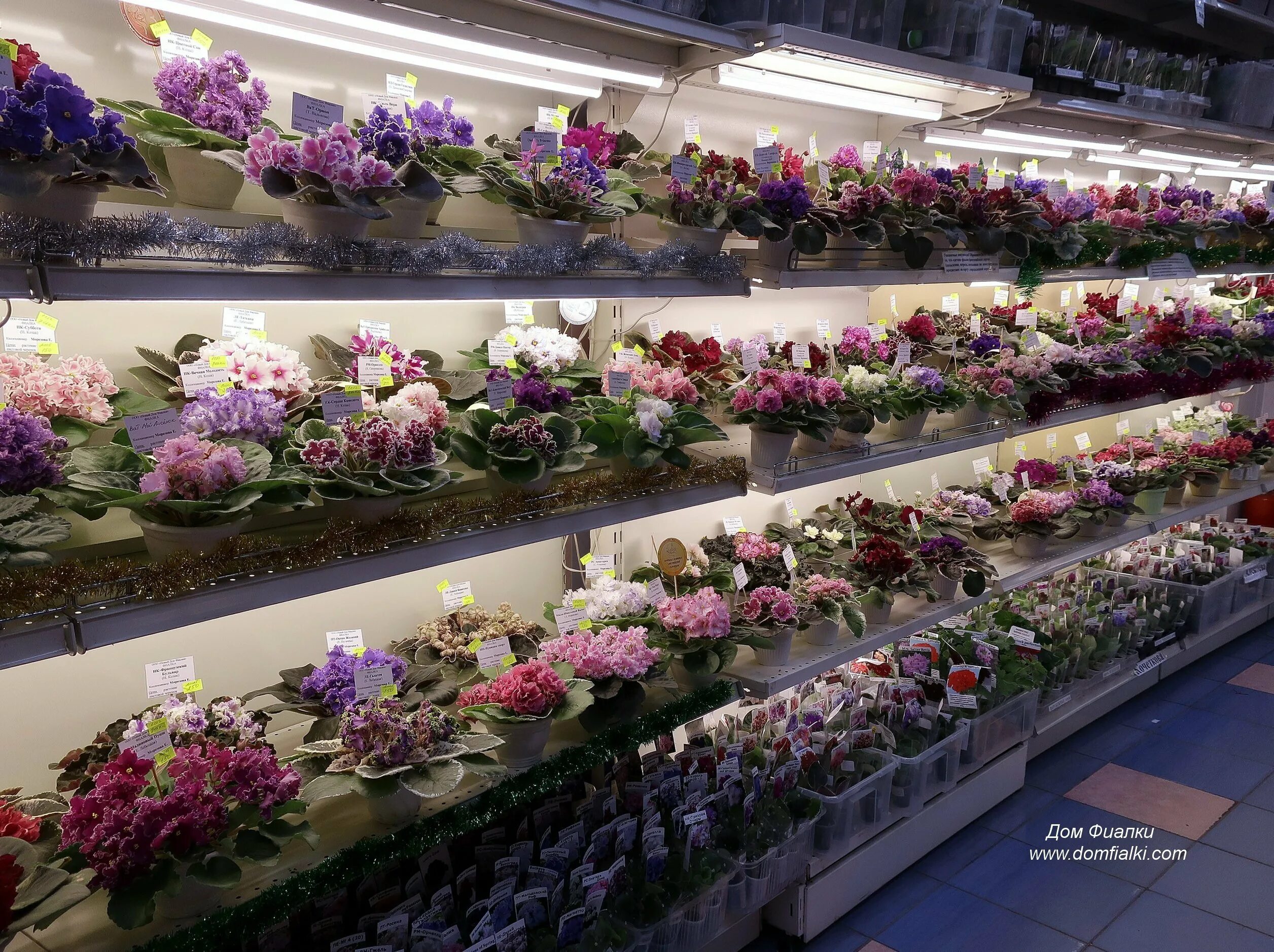 Panorama: Дом Фиалки, flower shop, Russia, Samara, Pobedy Street, 121А Yandex.