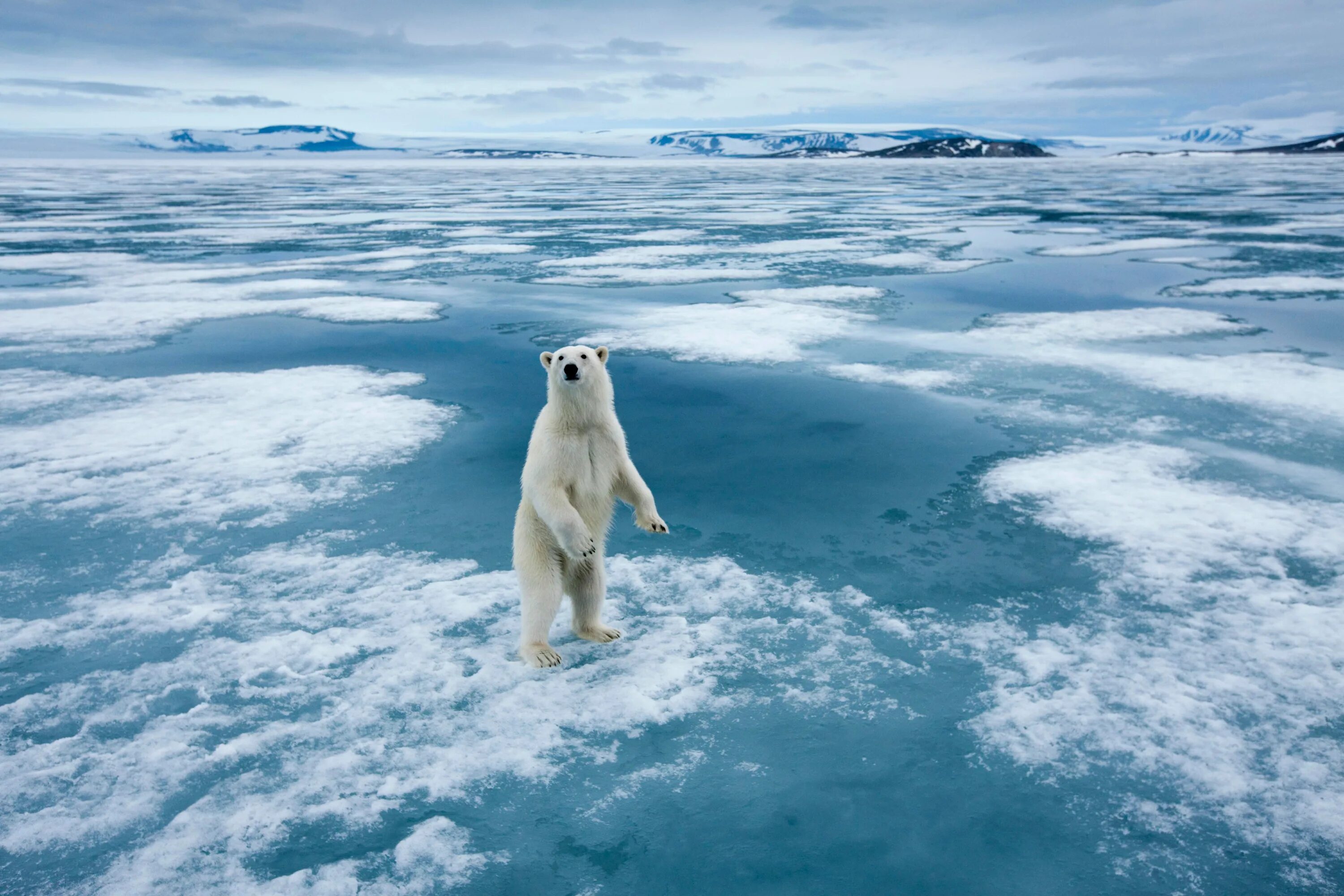 Арктика – Антарктика белый медведь. Глобальное потепление животные. Белые медведи в Антарктиде. Потепление климата.