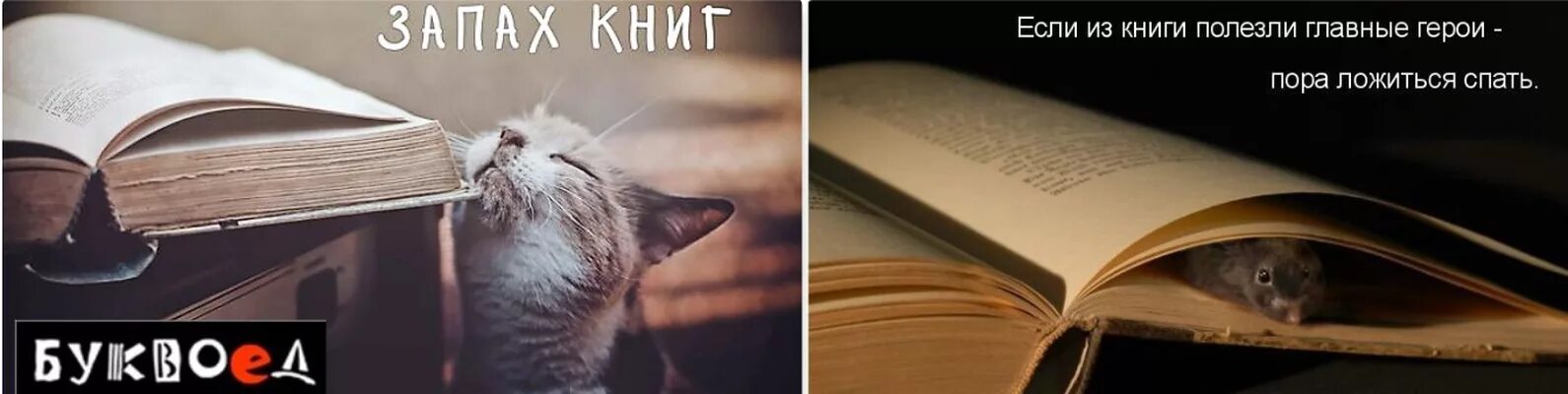 Запах новой книги. Запах страниц новой книги. Запах старых книг. Новые книги чем пахнут. Покажи новую книгу