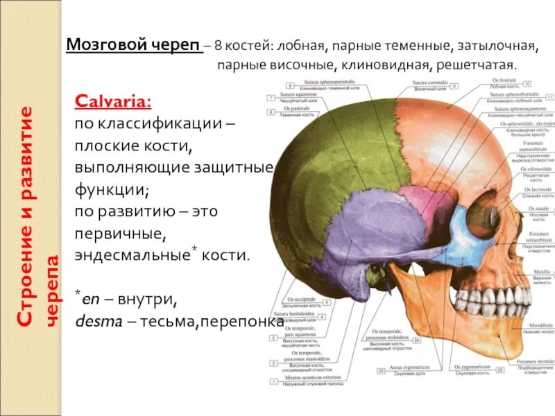 Парной костью является