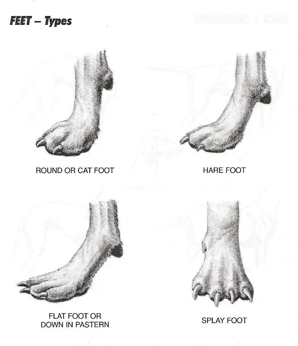Анатомия костей задних конечностей кошки. Строение лапы собаки. Строение задних конечностей собаки. Строение лапы собаки. Строение лапы собаки.