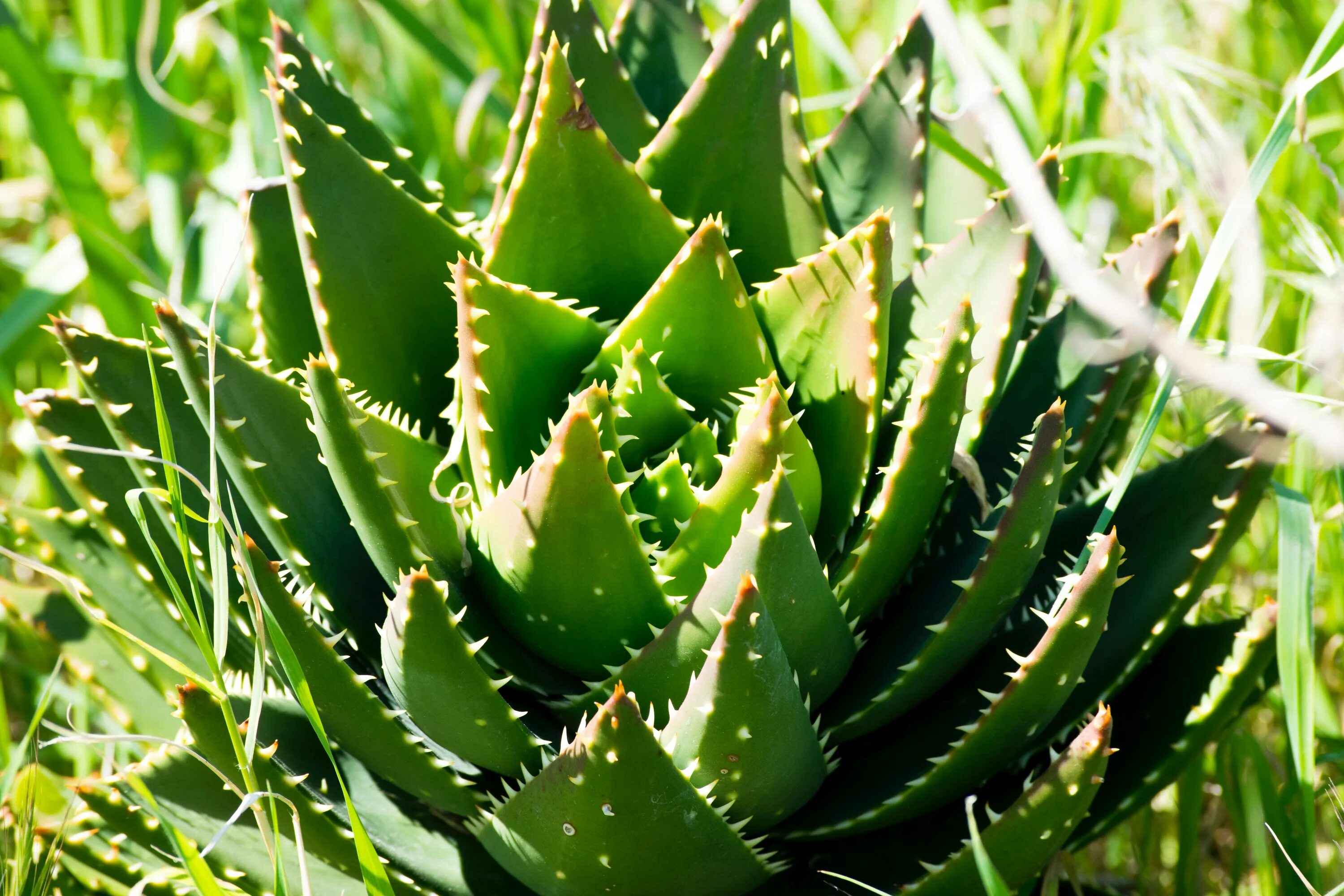 Как растет алоэ. Алоэ древовидное столетник. Алоэ древовидное (Aloe arborescens). Алоэ, Агава, молочай.