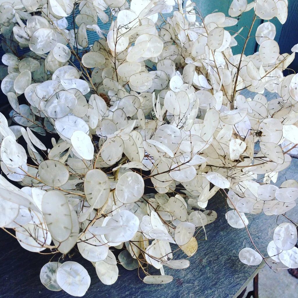 LIVE Money Plant Silver Dollar Flower Plants RARE - Etsy Silver dollar plant, Pl