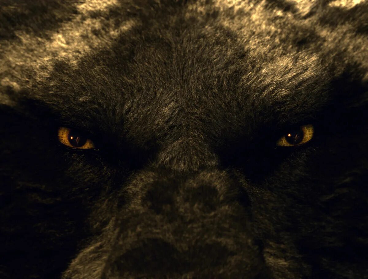 Глаза медведя в темноте. Волк оборотень werewolf. глаз волка. глаза волка в темноте.