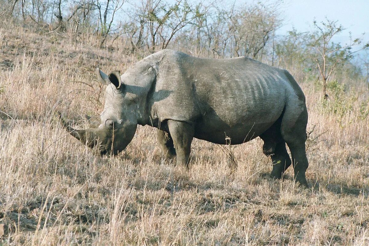 Шерстистый носорог. Richard Owen носорог. Африканский черный носорог. Сибирские шерстистые носороги. Носорог природная зона