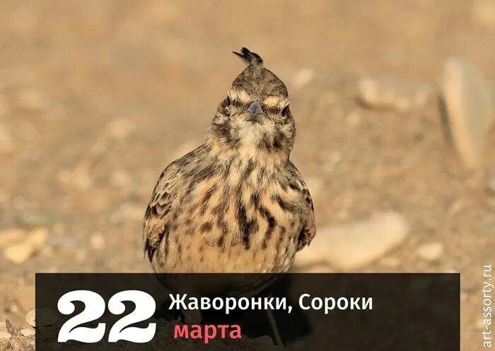 Когда день жаворонка в 2025 году. Когда день жаворонка в 2025 году