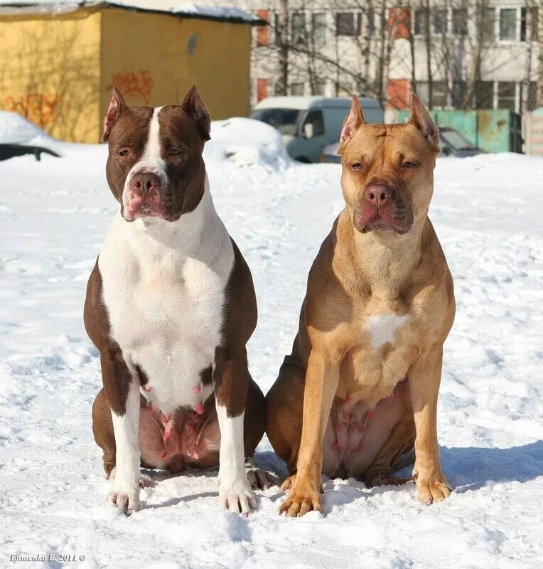 амстафф бультерьер. стафф против стаффа. стафф против стаффа. стаффордширский питбультерьер. кане корсо и амстафф собака.